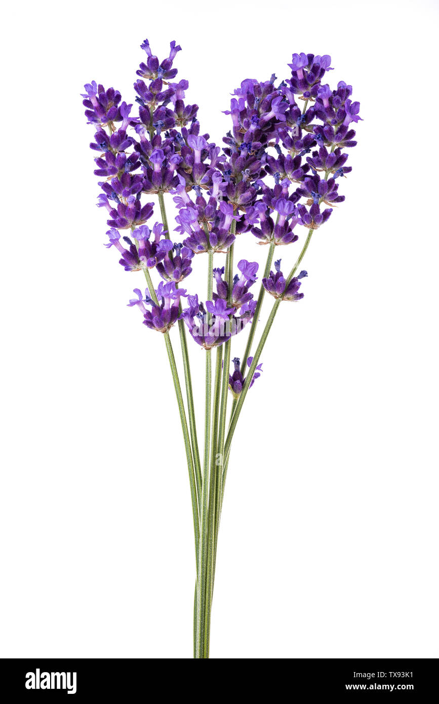 Lavender flowers isolated on white background Stock Photo - Alamy