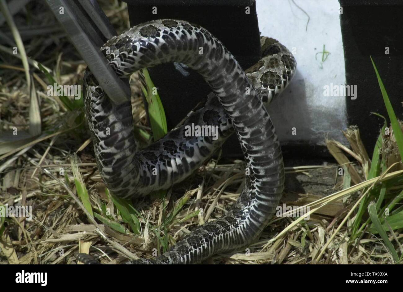 Catenatus Stock Photos Catenatus Stock Images Alamy