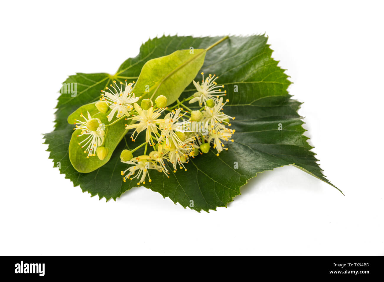 linden leaf with bract and flowers isolated on white background Stock Photo