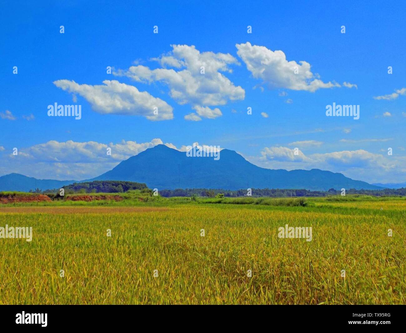 Tiaº Ng Via T Cha P Ta Trae A Ng Tia ƒu Ha C Phaº Phae Ae Ng 14 September 14 19 59 06 Own Work Nguya N Maº Nh Cae A Ng Stock Photo Alamy