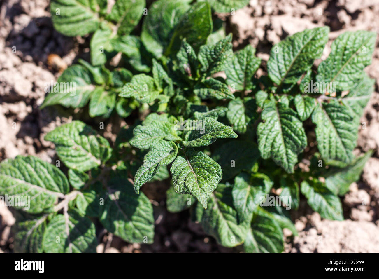 Young potato bush in the garden. Potatoes grow and its leaves reach for