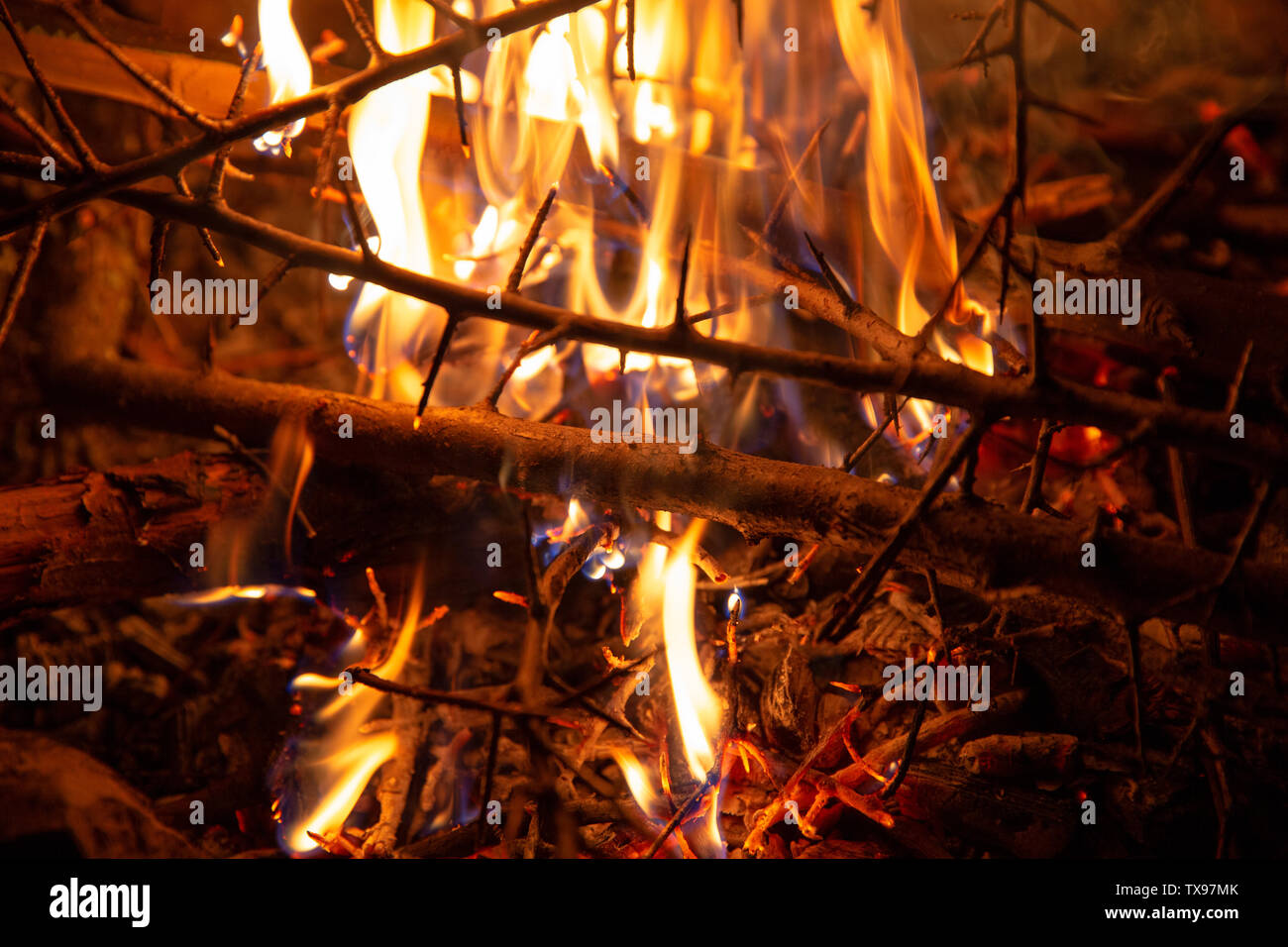 Burning bonfire at night in the forest Stock Photo - Alamy