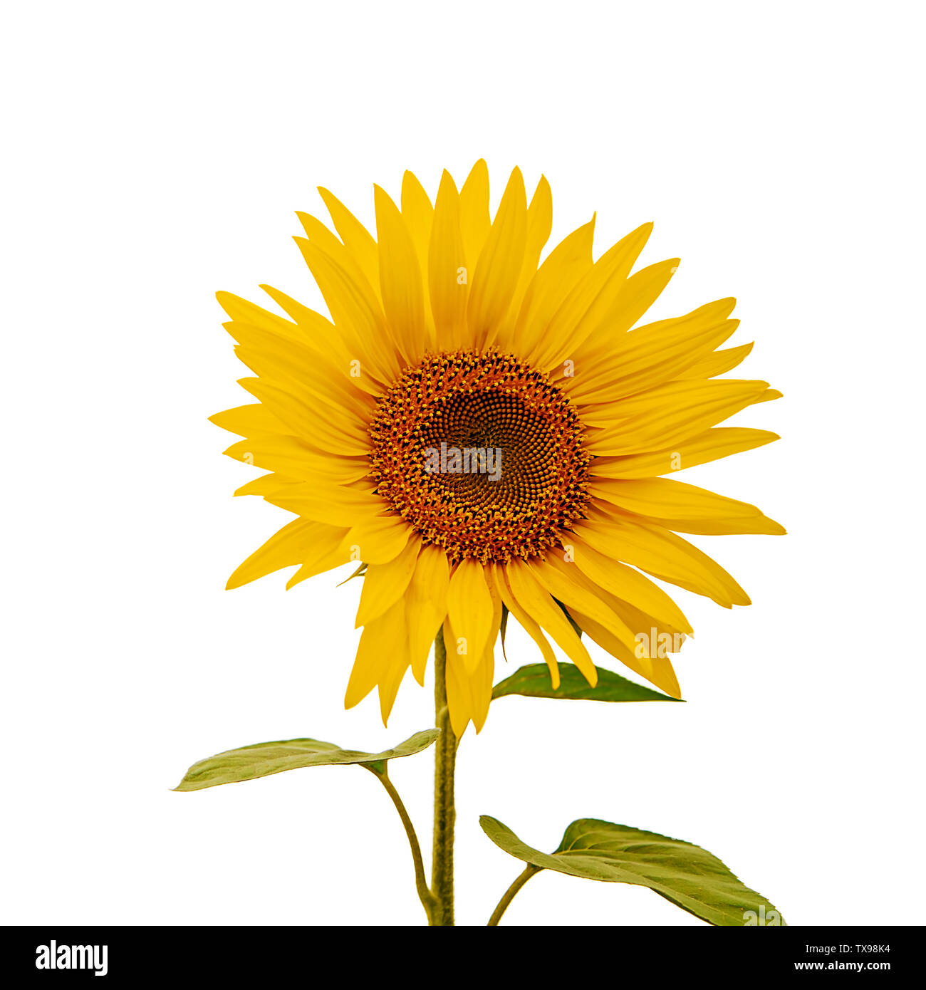 Sunflower field isolated on white background. Object Stock Photo