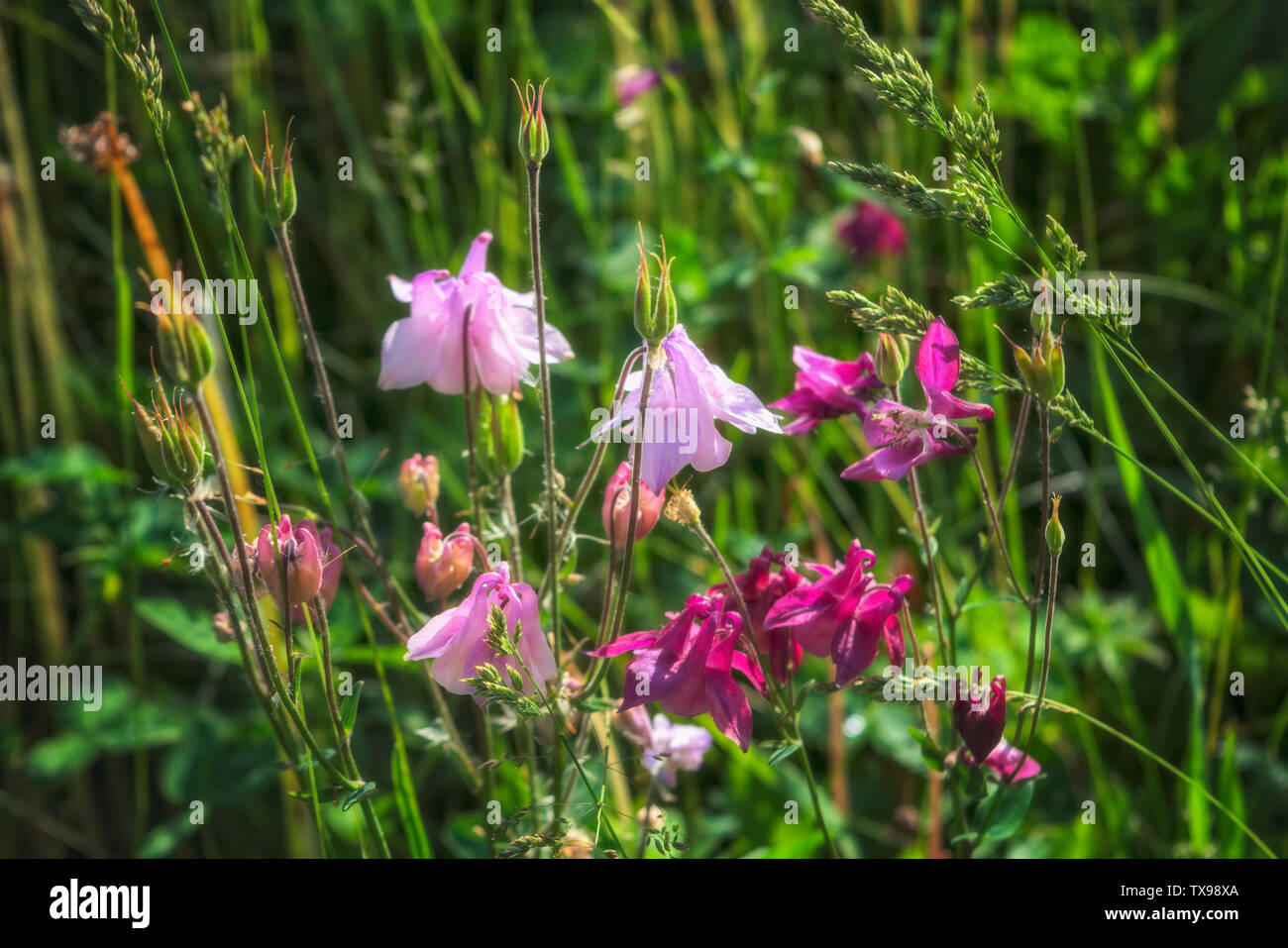 Wild flowers in a meadow in nature in the rays of sunlight in summer ...