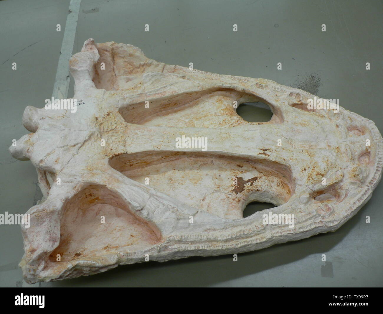 Metoposaurus skull - ventral view. UALVP.; 2 January 2009 (original upload date); Own work by the original uploader; Jeyradan; Stock Photo