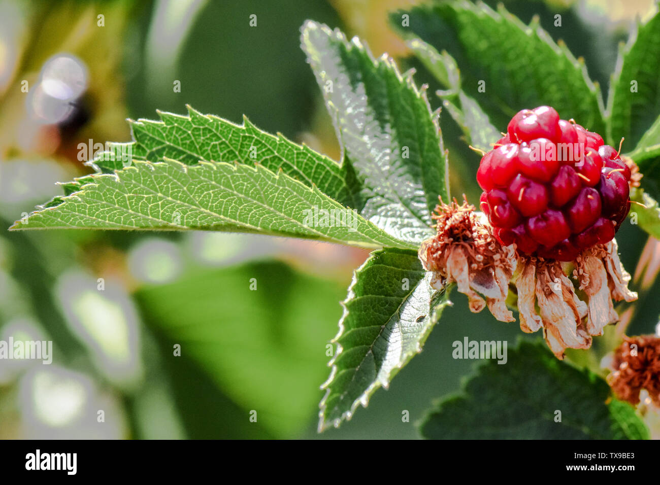 Red Berries and Raspberries growing on a berry farm in summer growing and not ripe with green leaves. great macro photographs  with green leaves Stock Photo