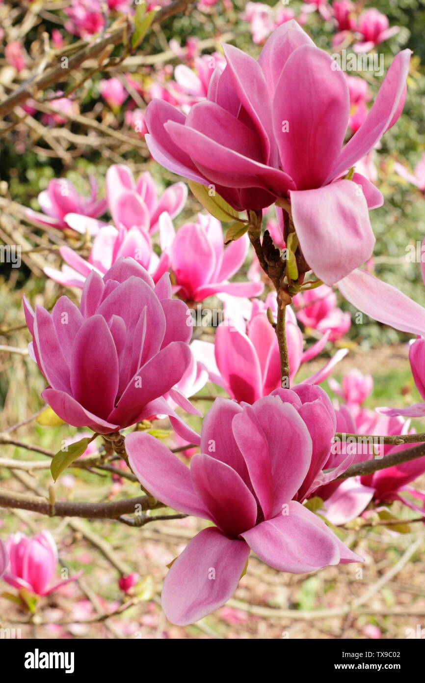 Magnolia 'Shirazz'. Deep pink blossoms of Magnolia 'Shirazz' - also called Magnolia Vulden in April, UK. Stock Photo