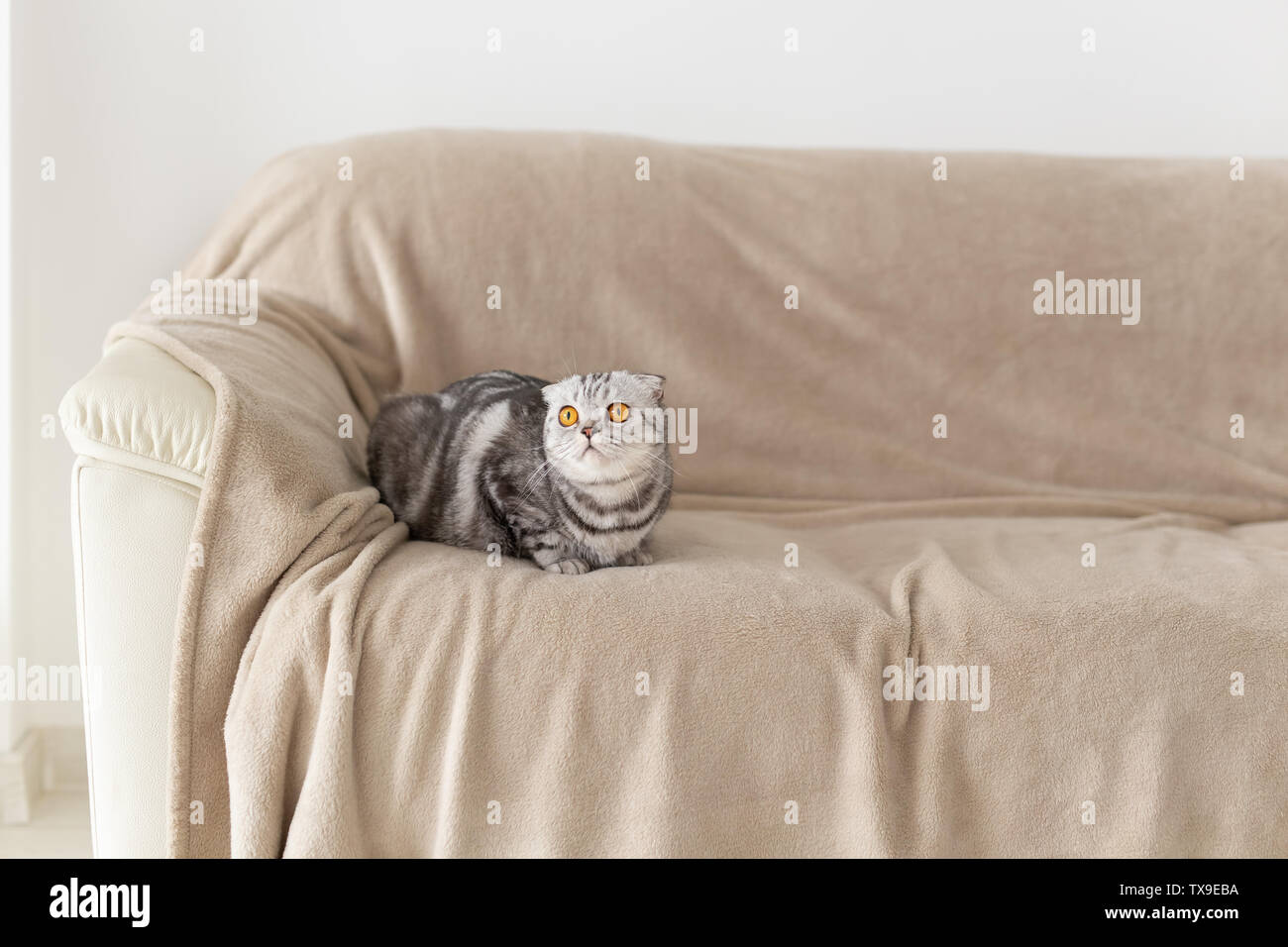 Closeup of a cute browneyed gray scottish fold cat sitting on the