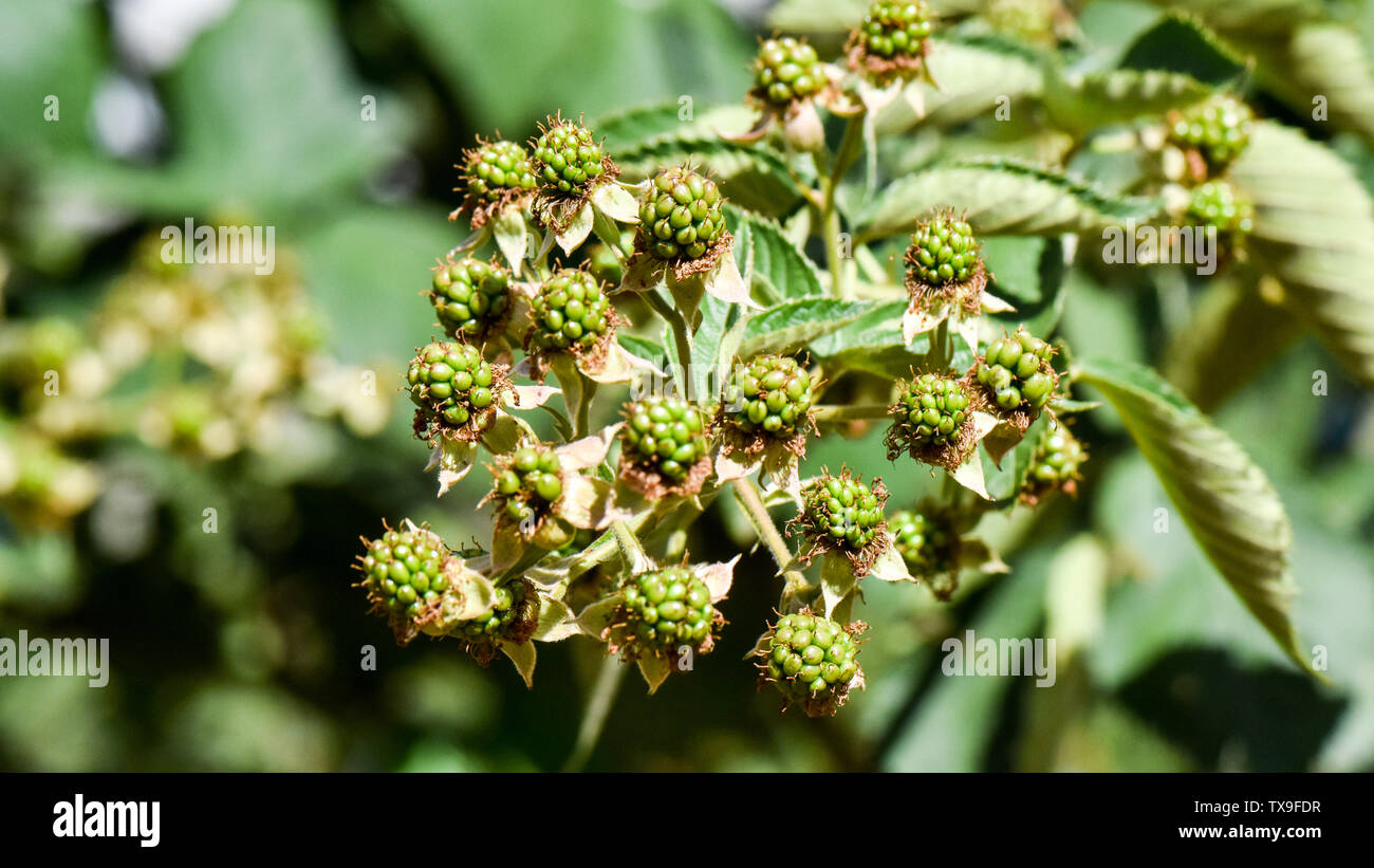 Red Berries and Raspberries growing on a berry farm in summer growing