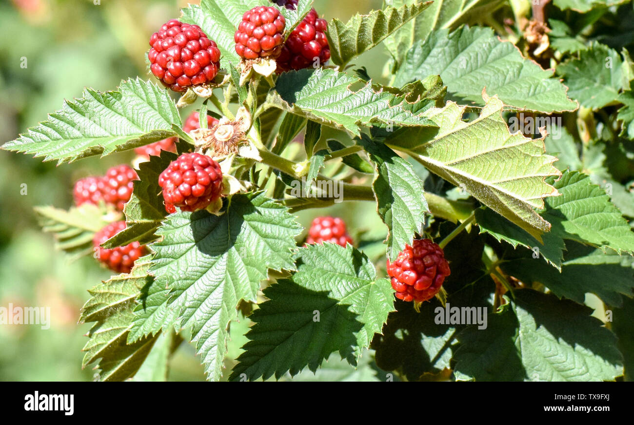 Raspberries growing hires stock photography and images Alamy