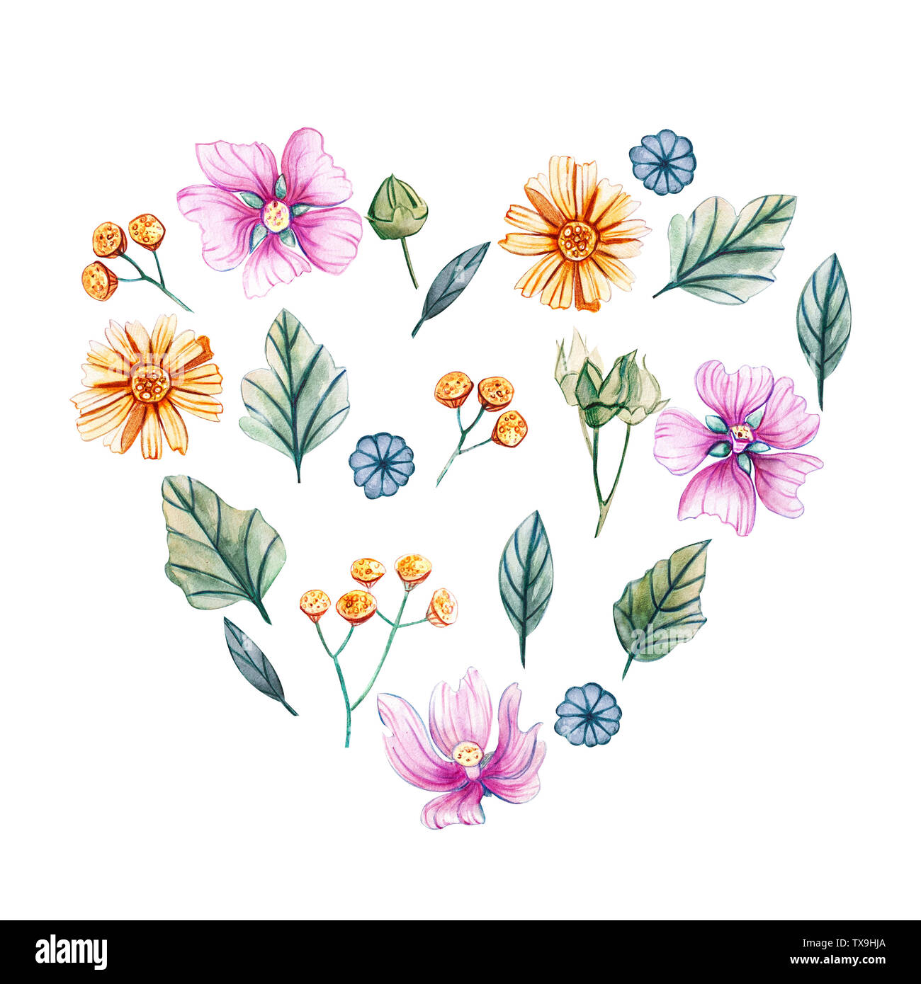 Set of watercolor wildflowers and leaves. Watercolor illustrations with tansy, mallow, daisies, chamomile, green leaves and buds. Isolated heart shape Stock Photo