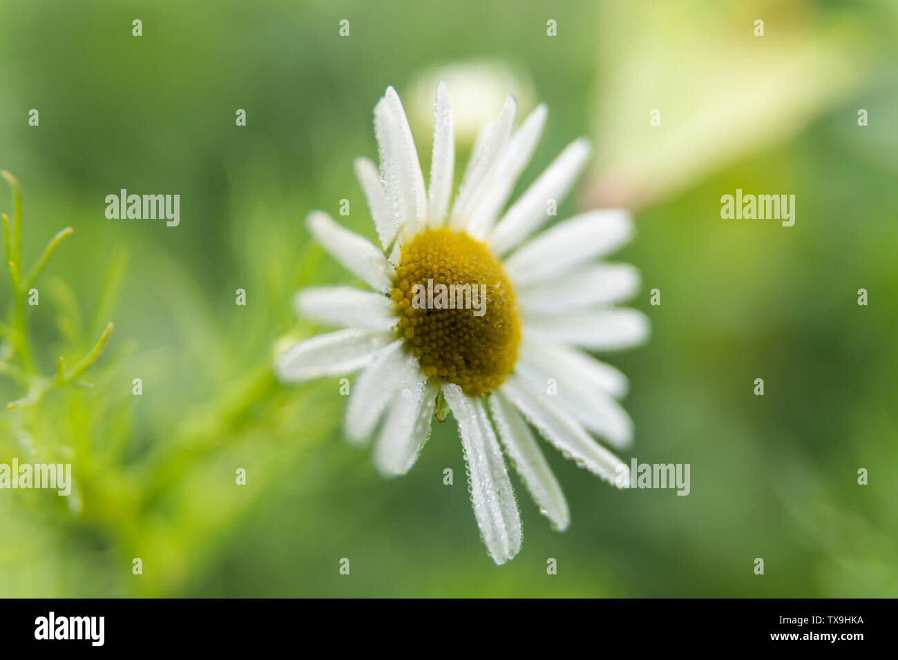 A close up of a single daisy flower on a green background Stock Photo