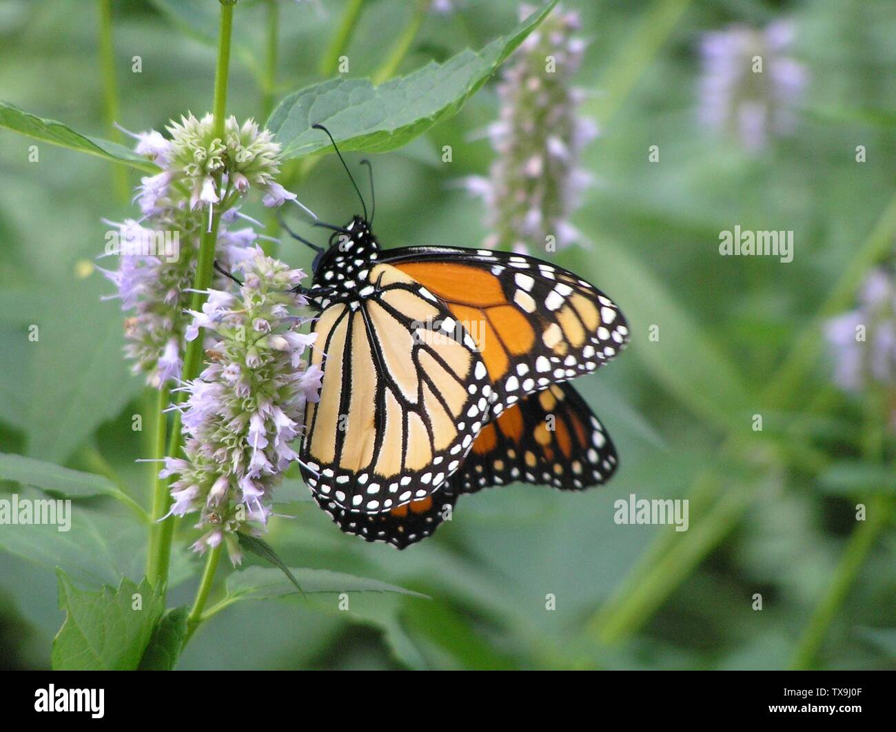 Danaus Plexippus Photo Hi-res Stock Photography And Images - Alamy