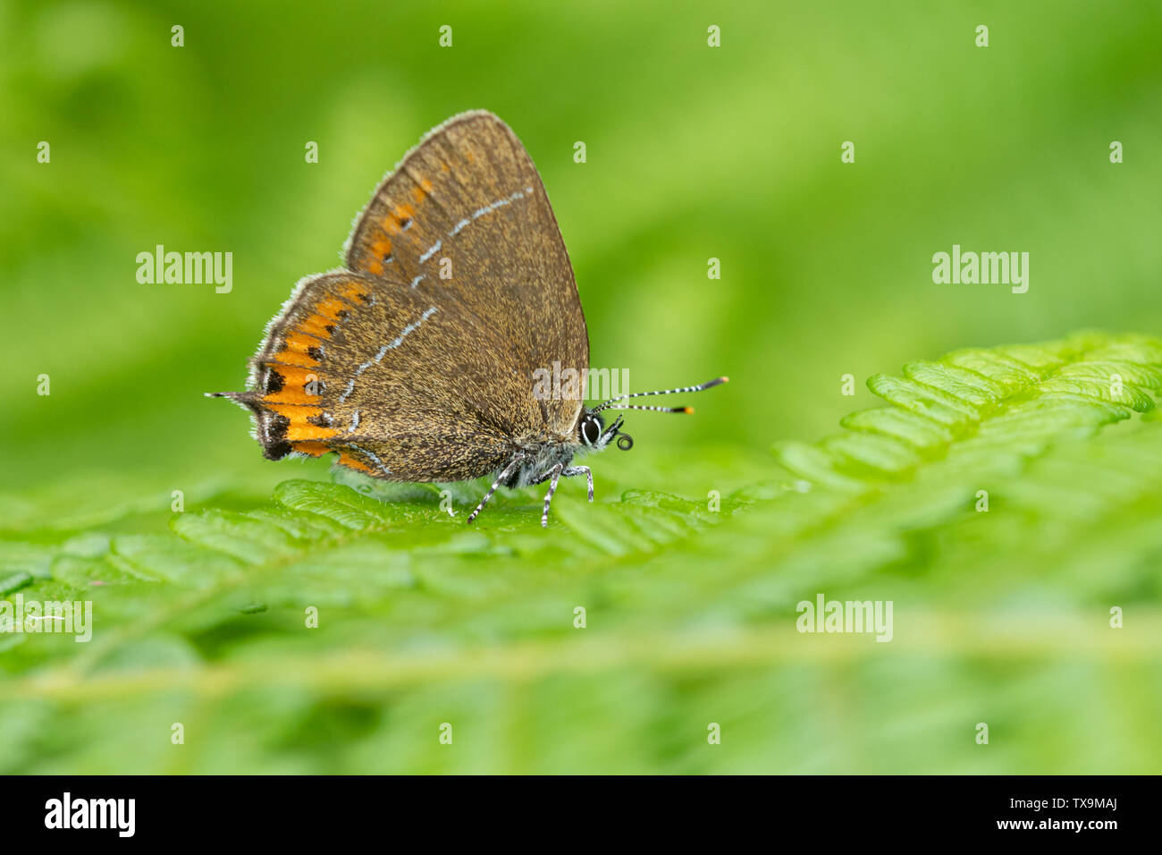 Black hairstreak butterfly (Satyrium pruni) resting on bracken at Ditchling Common Country Park, East Sussex, UK Stock Photo