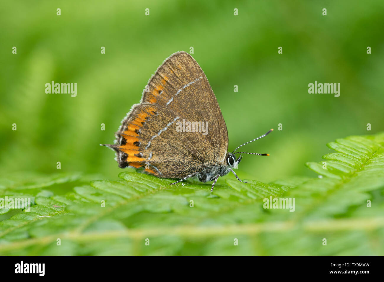 Black hairstreak butterfly (Satyrium pruni) resting on bracken at Ditchling Common Country Park, East Sussex, UK Stock Photo