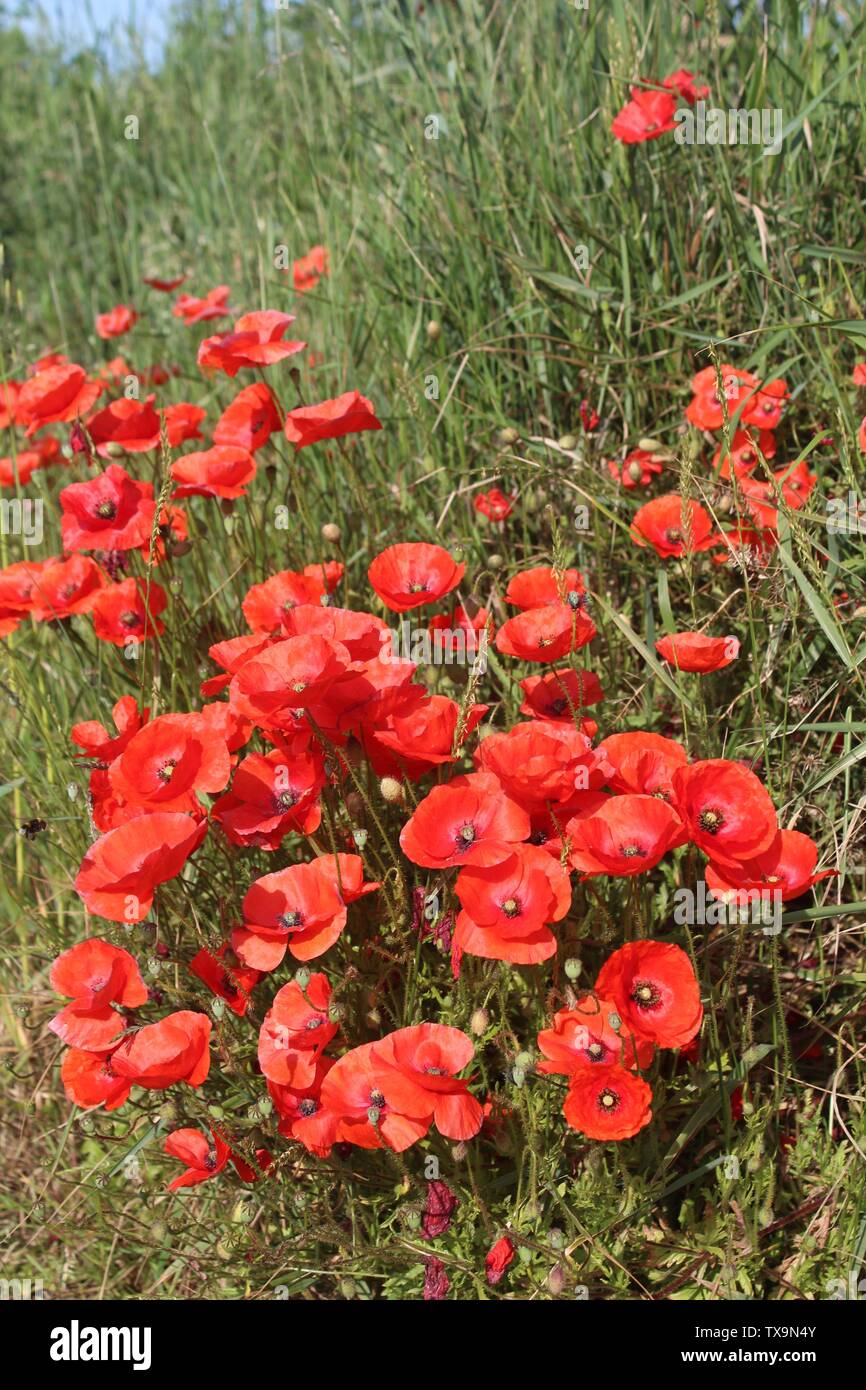Red poppies taken against blue sky close up on summers morning In Britain Stock Photo