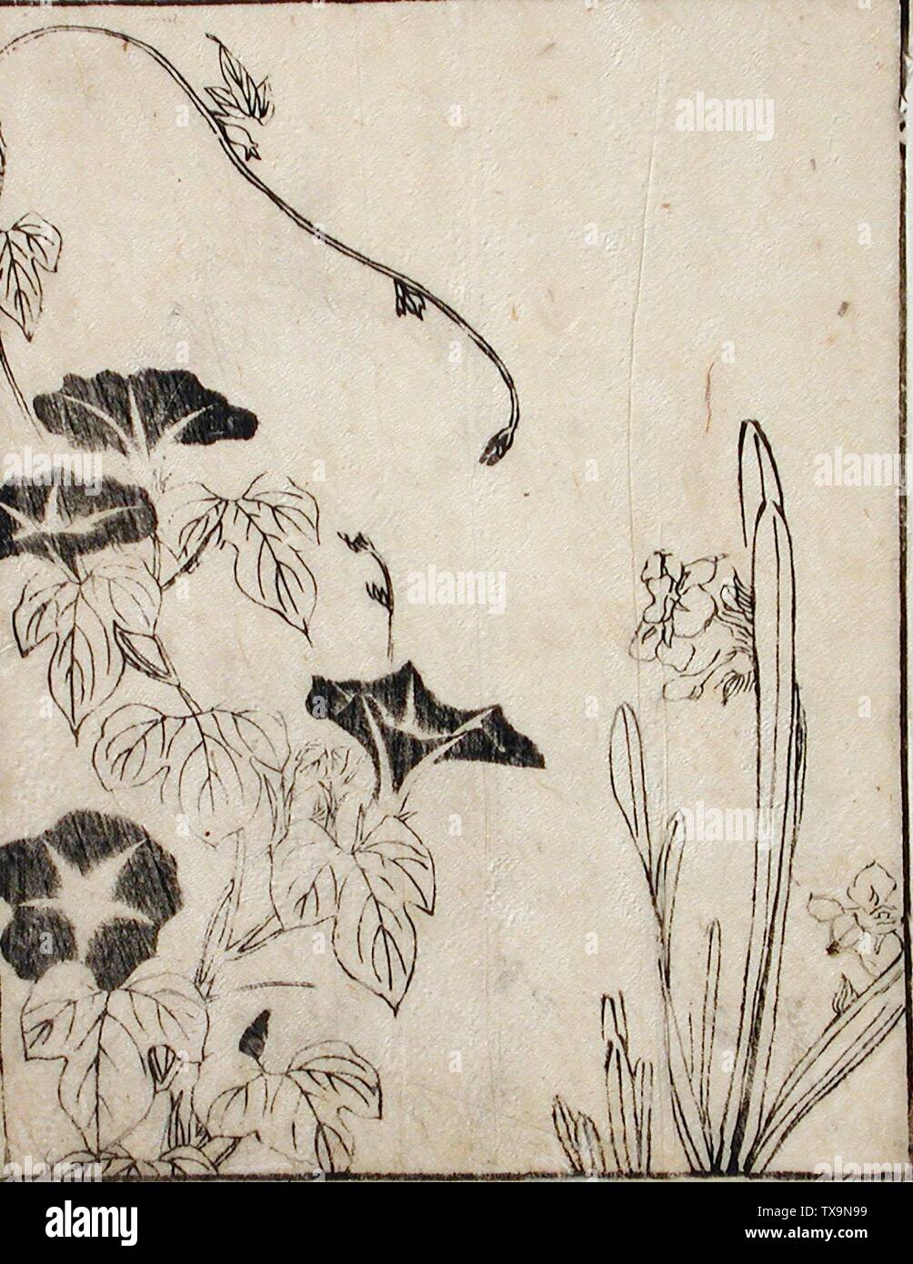 Morning Glory and Daffodil;  Japan, late 18th - early 19th century Prints; woodcuts Black and white woodbk print from a book Image:  8 1/8 x 6 3/8 in. (20.64 x 16.19 cm); Sheet:  8 5/16 x 6 9/16 in. (21.11 x 16.67 cm) Gift of Ruth and Milton Hecht (M.2000.104.12) Japanese Art; Late 18th - early 19th century; Stock Photo
