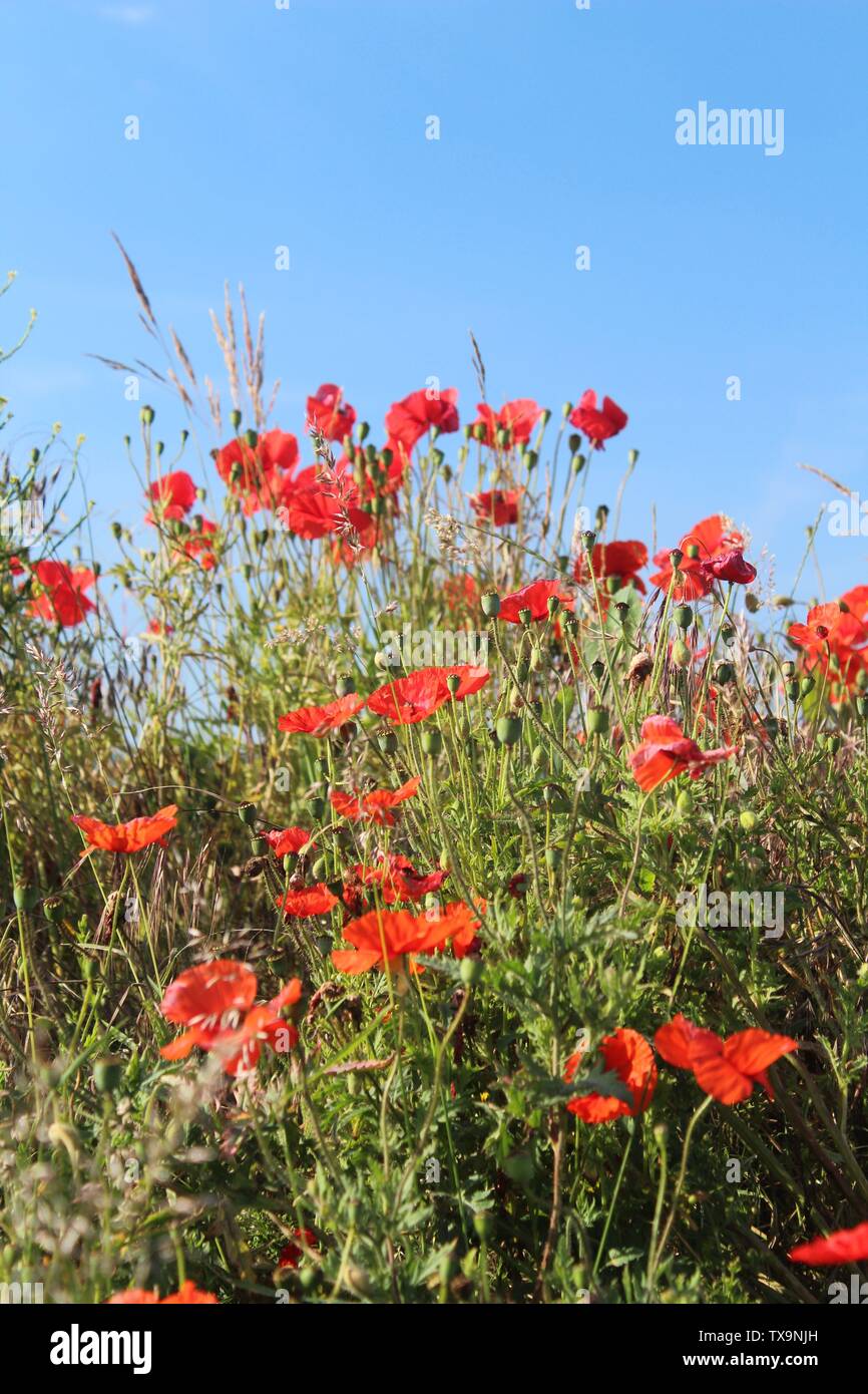 Red poppies taken against blue sky close up on summers morning In Britain UK Stock Photo