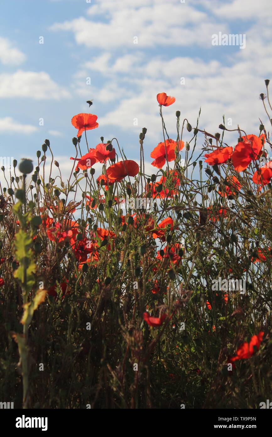 Red poppies taken against blue sky close up on summers morning In Britain UK Stock Photo