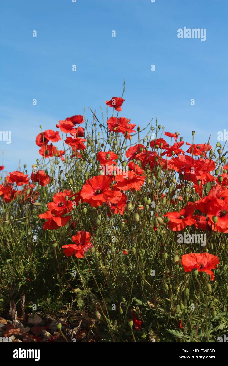 Red poppies taken against blue sky close up on summers morning In Britain Stock Photo