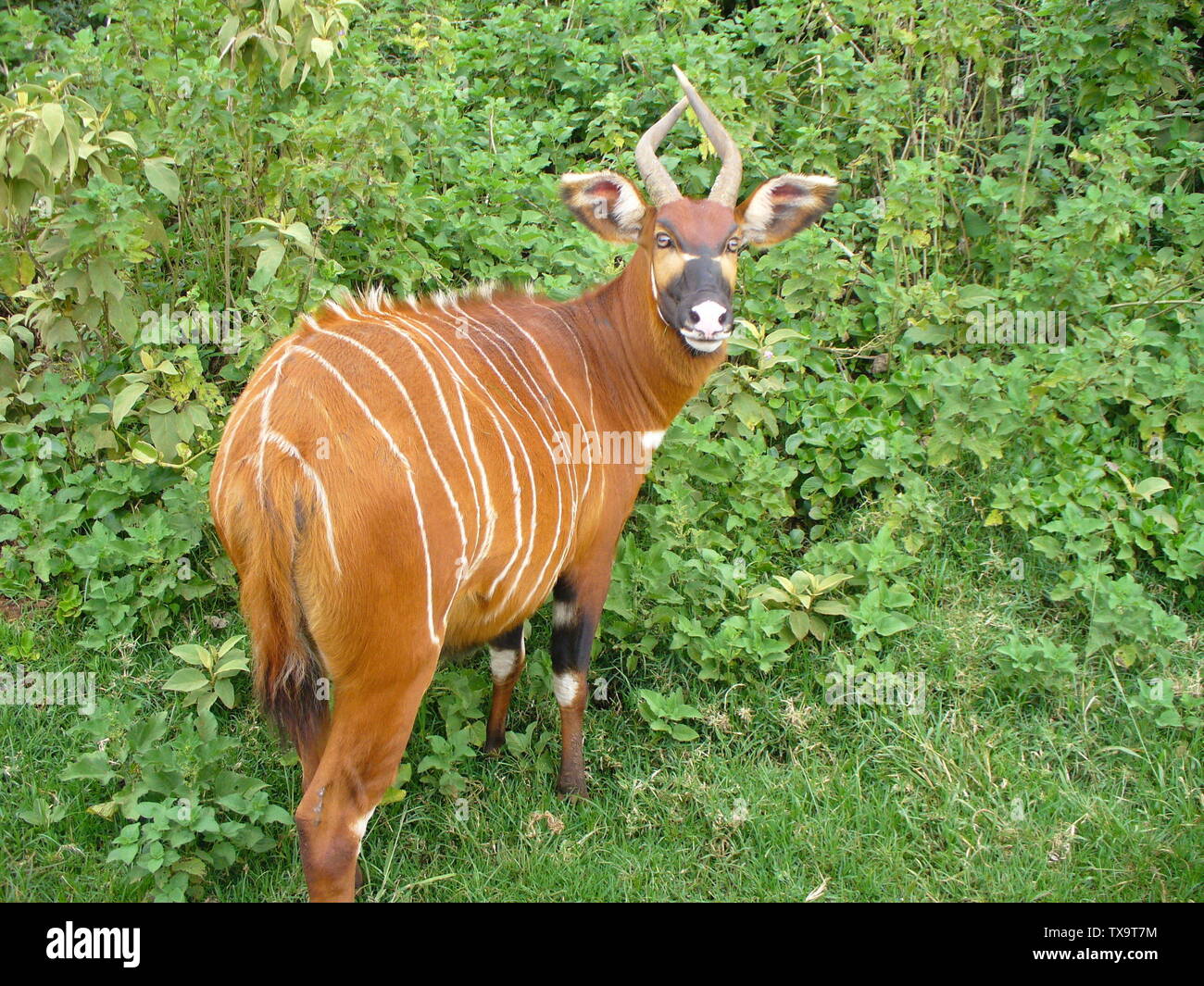 Tragelaphus eurycerus isaaci hires stock photography and images Alamy
