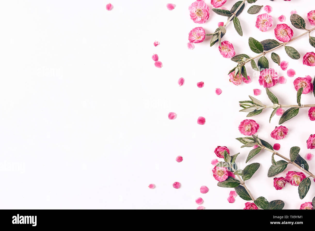 Creative flowers background Stock Photo