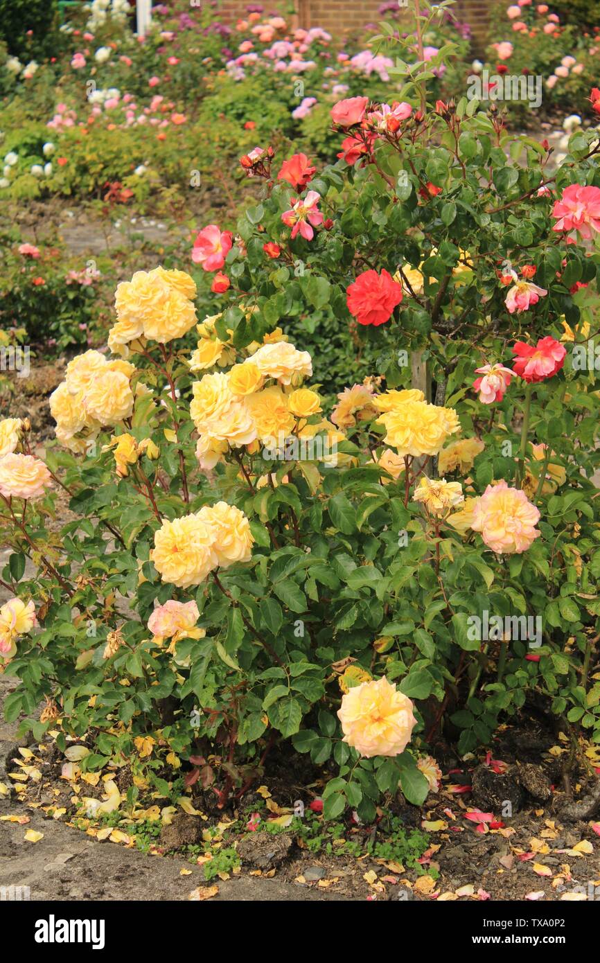 Red and yellow roses. UK Rural English rose garden. UK Rural summertime ...
