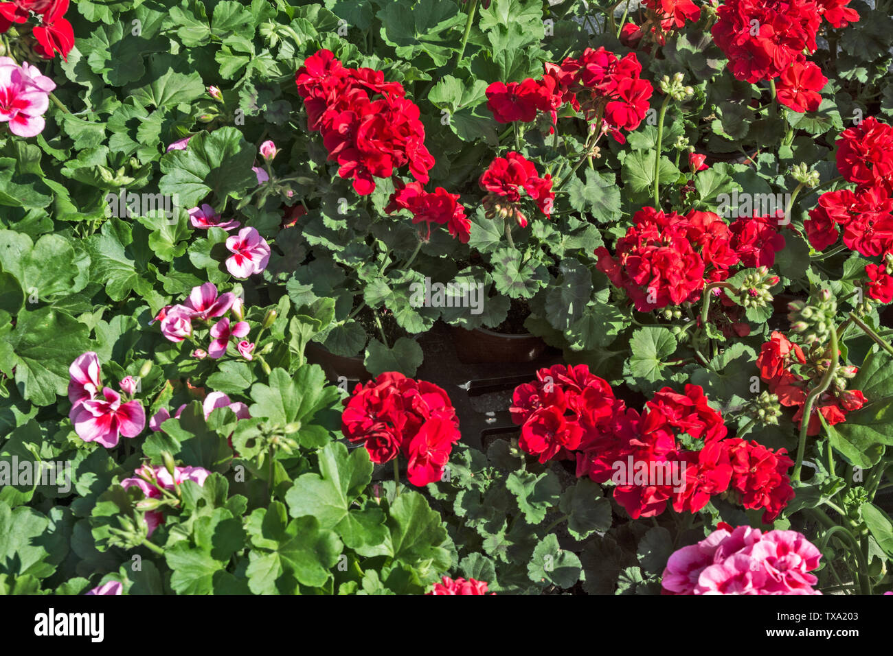In the market of flowers beautiful red geraniums awaiting sale. Stock Photo
