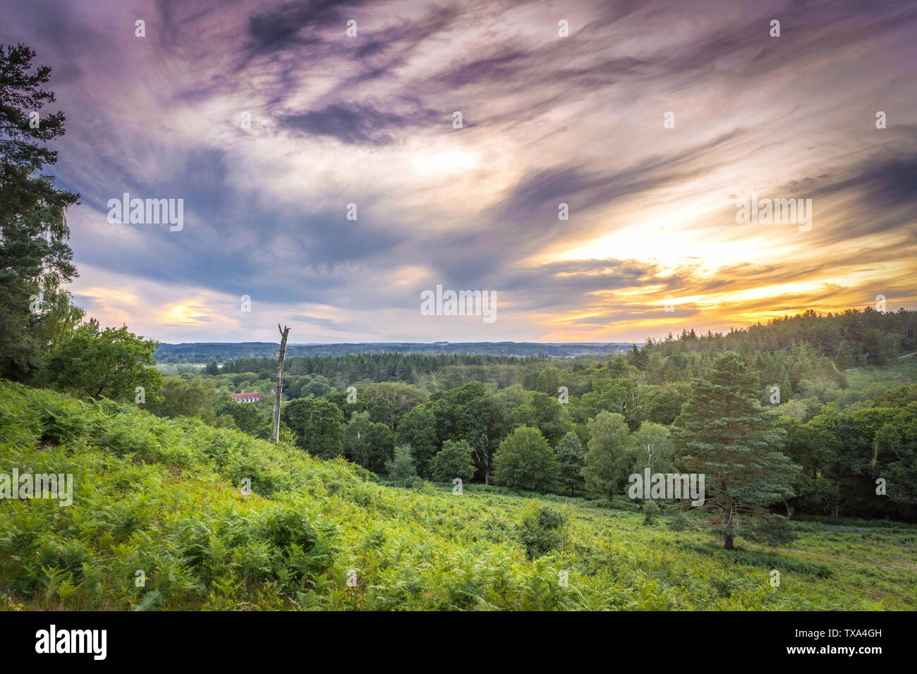 Beautiful colourful sunset over Rockford Common in the New Forest National Park, Hampshire, England, UK Stock Photo