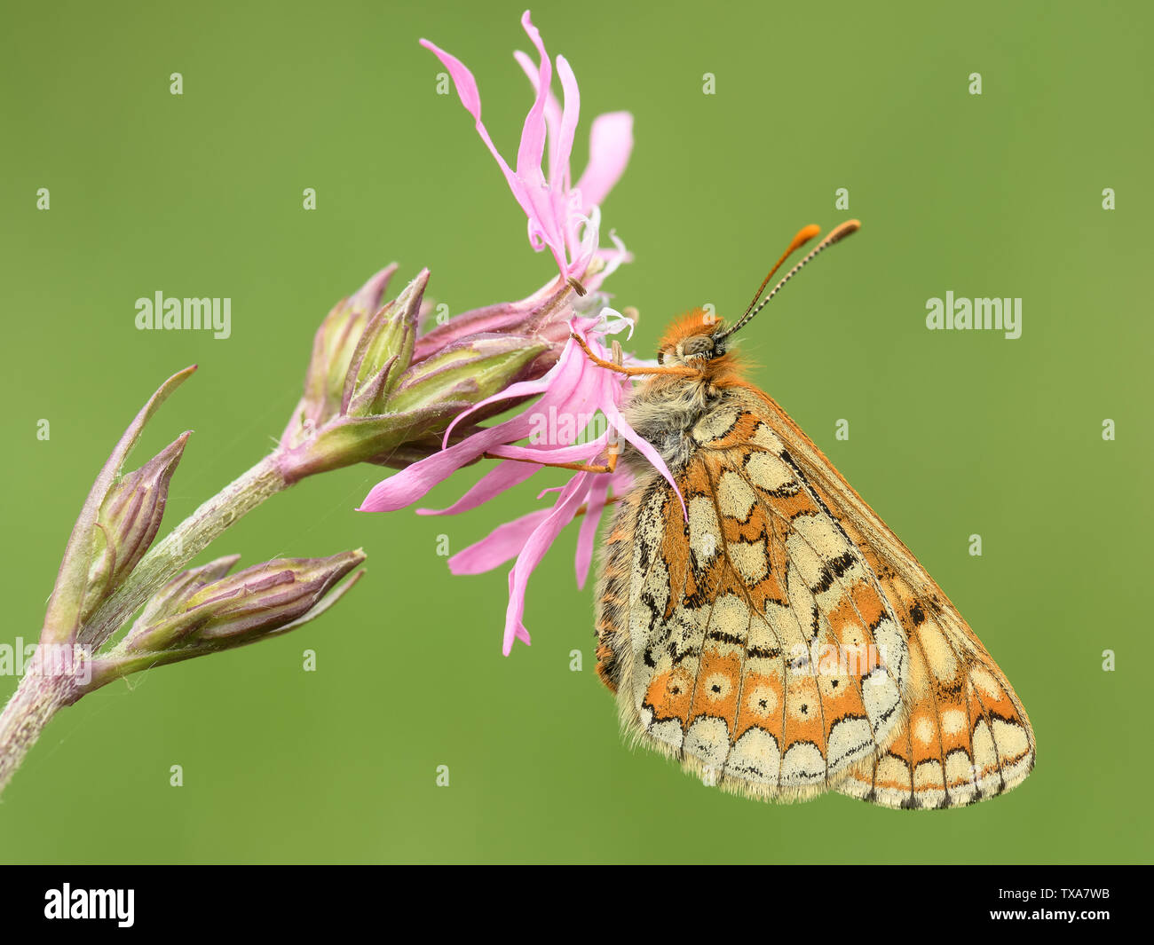 Marsh Fritillary resting on a pink flower head with it's wings in the closed position Stock Photo