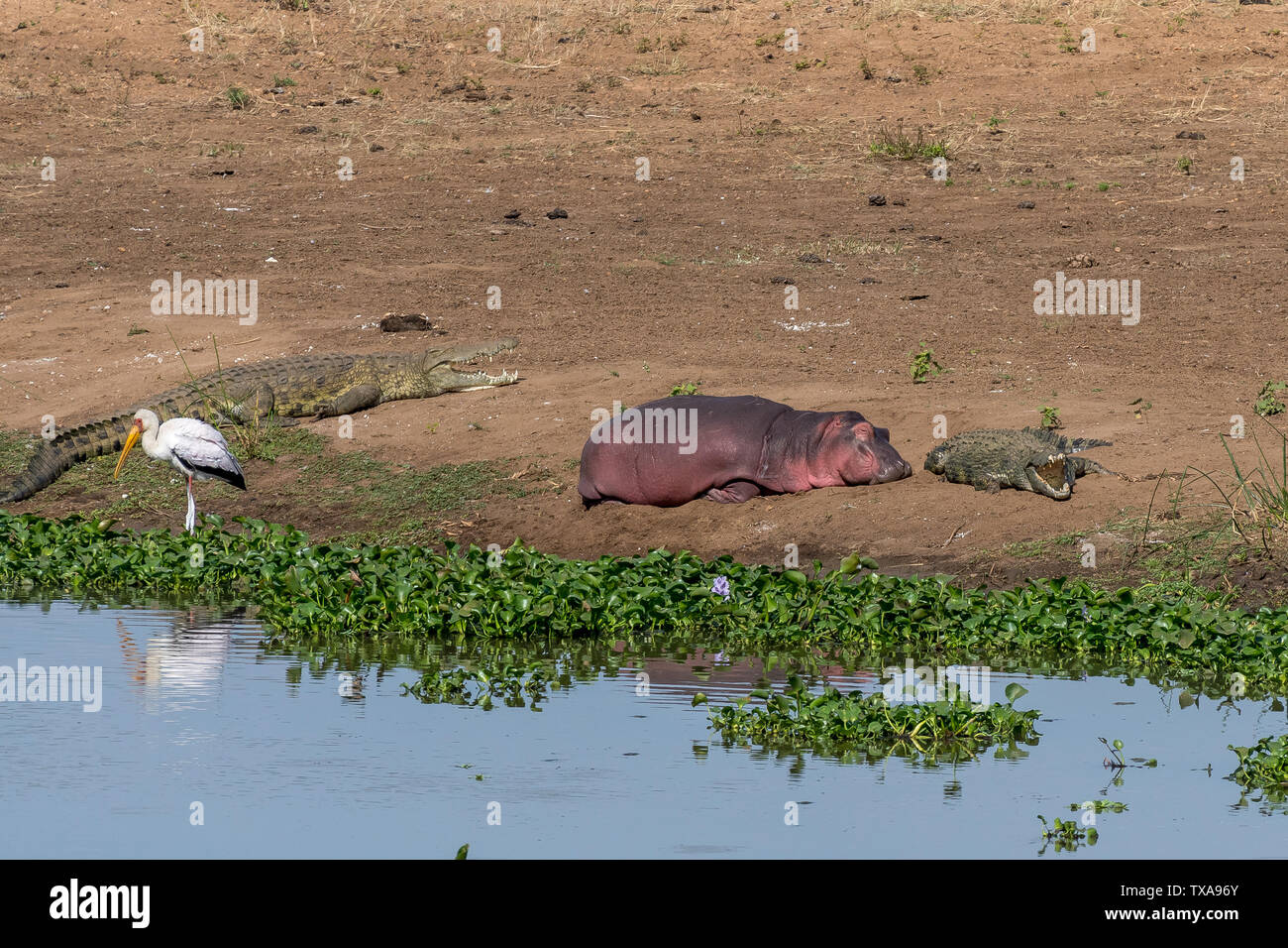 Nile crocodiles, a sleeping hippo and a yellow bill stork on the banks of a river. Water hyacint plants are visible Stock Photo