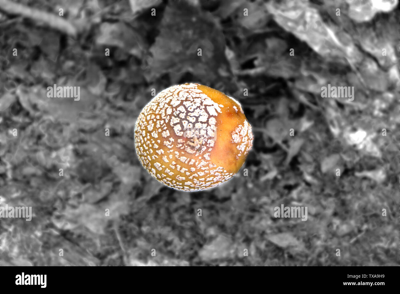 looking down on an orange fungus Stock Photo