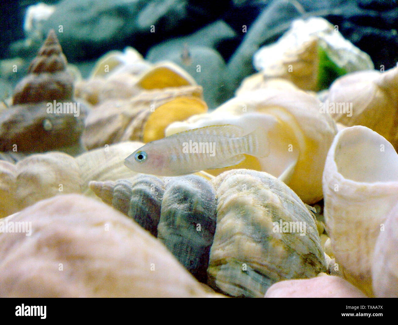 Biosciences hi-res stock photography and images - Alamy