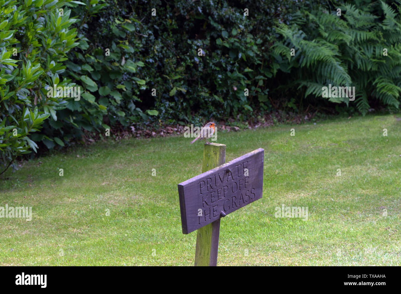 Robin sitting on keep of the grass sign Stock Photo