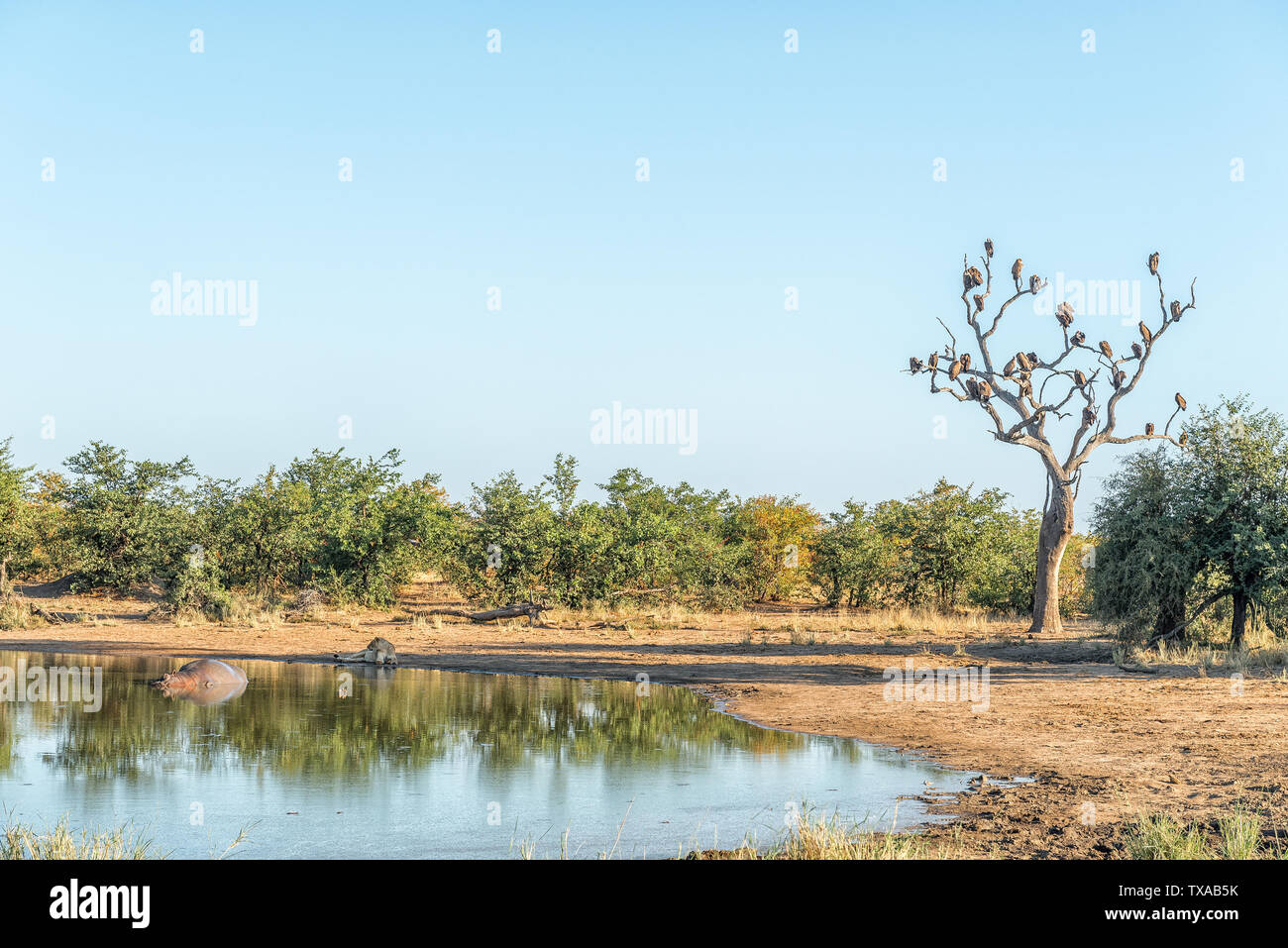 A sleeping hippo in a dam, a lioness lying down and a dead tree with vultures Stock Photo