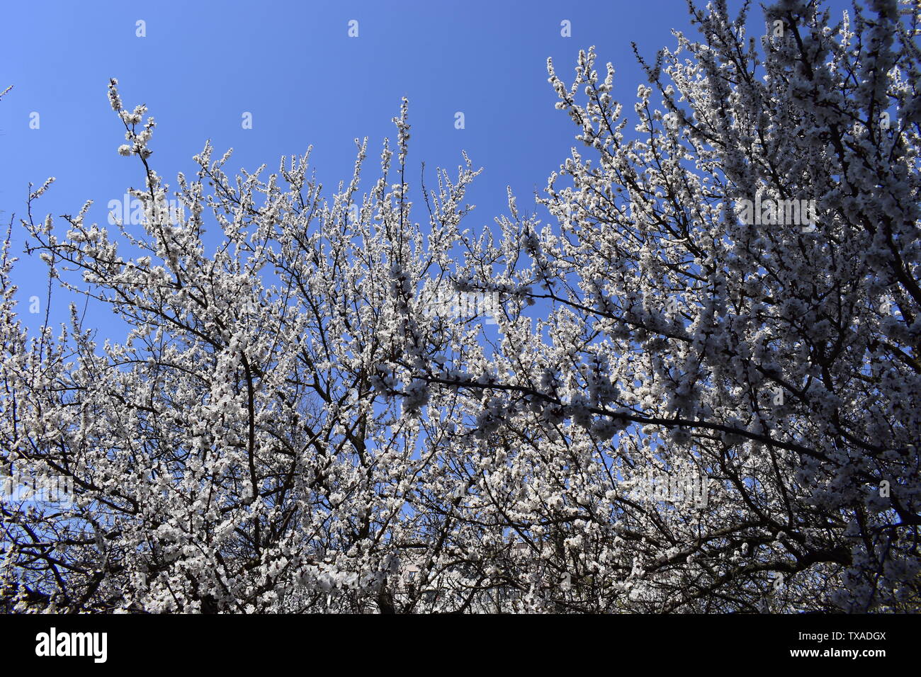 Beautiful cherry blossom sakura in spring time over blue sky Stock ...