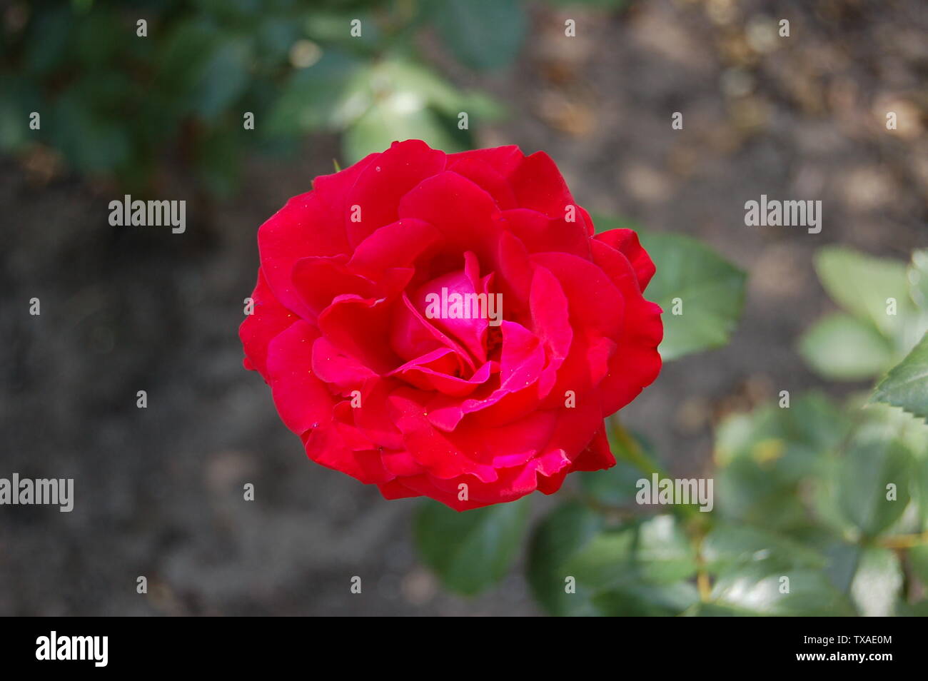 Rosa nina weibull floribunda nina weibull poulsen 1961 hi-res stock  photography and images - Alamy