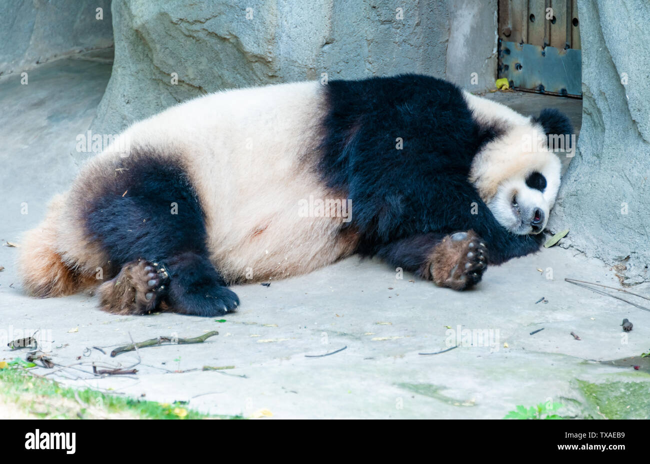 A lazy giant panda lying down Stock Photo - Alamy