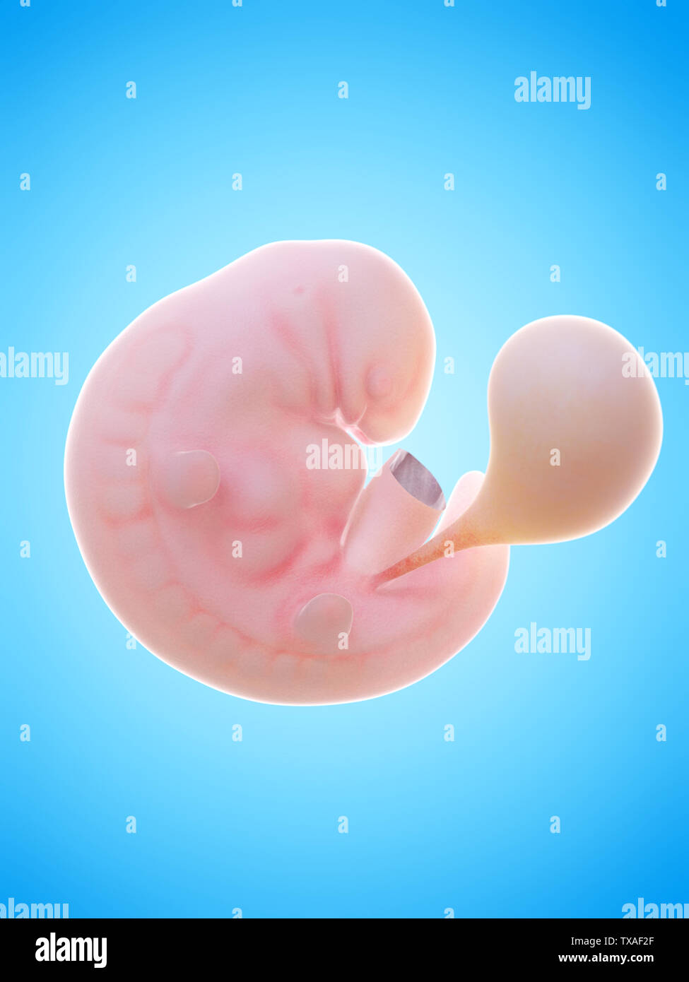 6 week fetus hi-res stock photography and images - Alamy