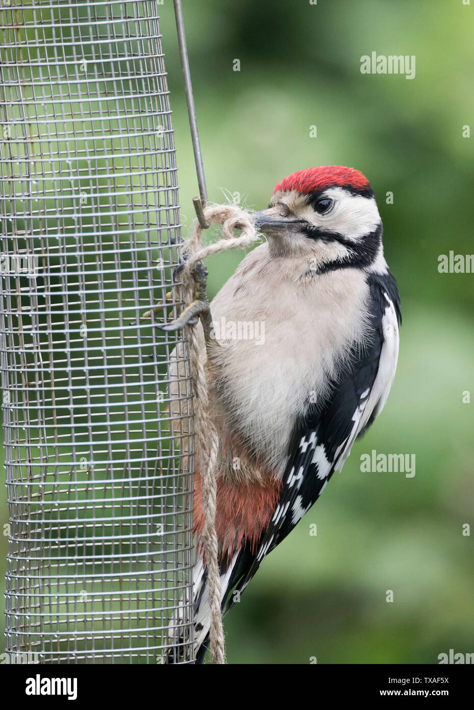 Great Spotted Woodpecker juvenile, Dendrocopos major, attempting to undo a string knot on an empty bird feeder, Horsham, West Sussex. June 2019 Stock Photo