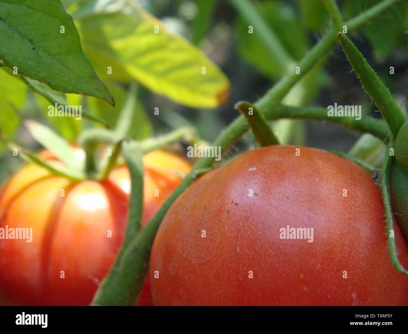 Natural single ripe red and young green tomato growing on tomato plant ...