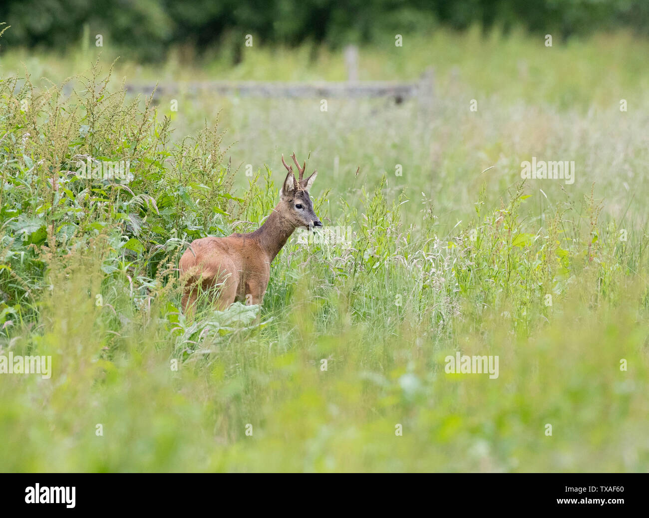 Wild Roe Deer, Capreolus capreolus, at Warnham Nature Reserve field, Horsham, West Sussex, uk, June 2019 Stock Photo