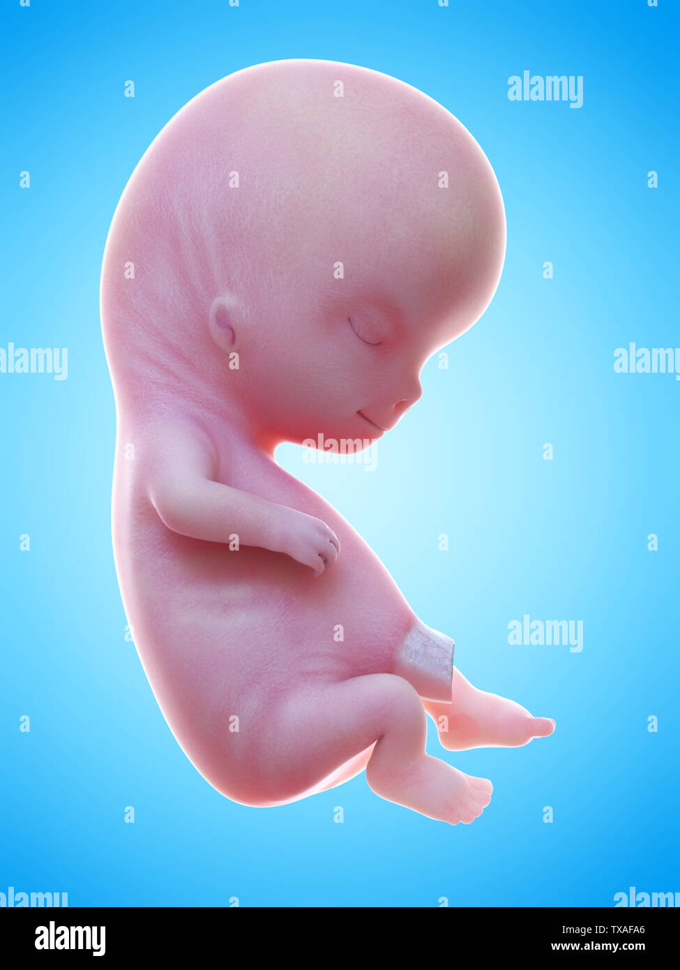 7 недель видео. Человеческий эмбрион 10 недель.