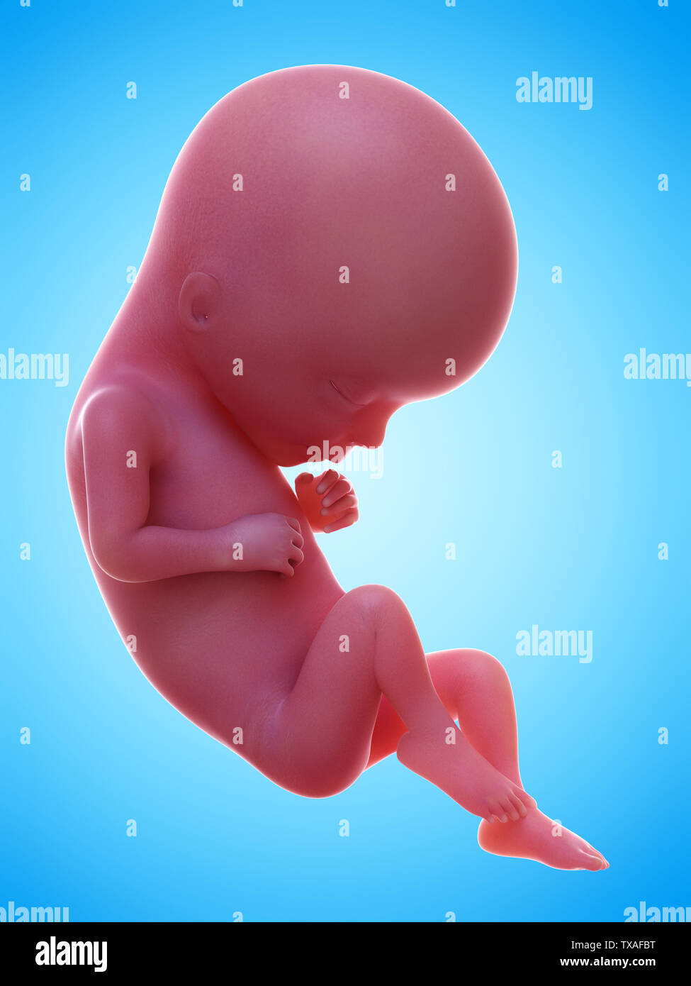 15-week-human-fetus-hi-res-stock-photography-and-images-alamy