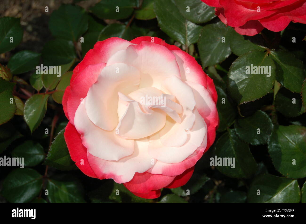 Rosa nostalgie hi-res stock photography and images - Alamy