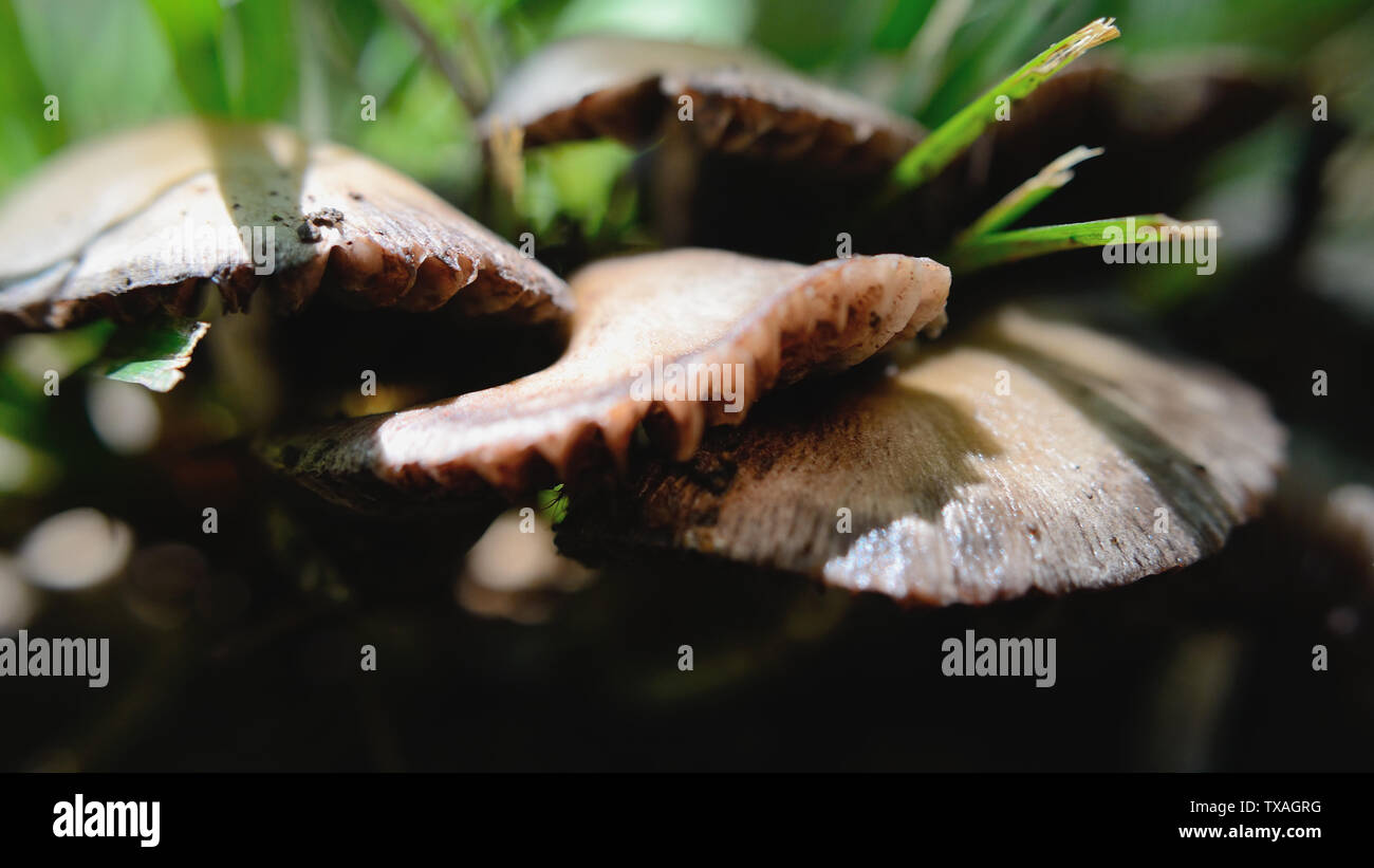Pale Brittlestem mushroom, Psathyrella candolleana Stock Photo Alamy
