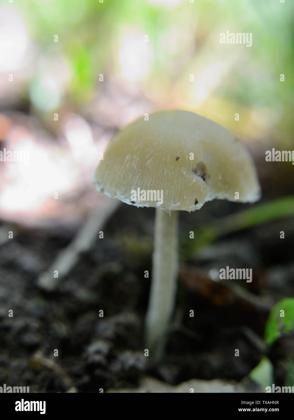 Pale Brittlestem mushroom, Psathyrella candolleana Stock Photo Alamy