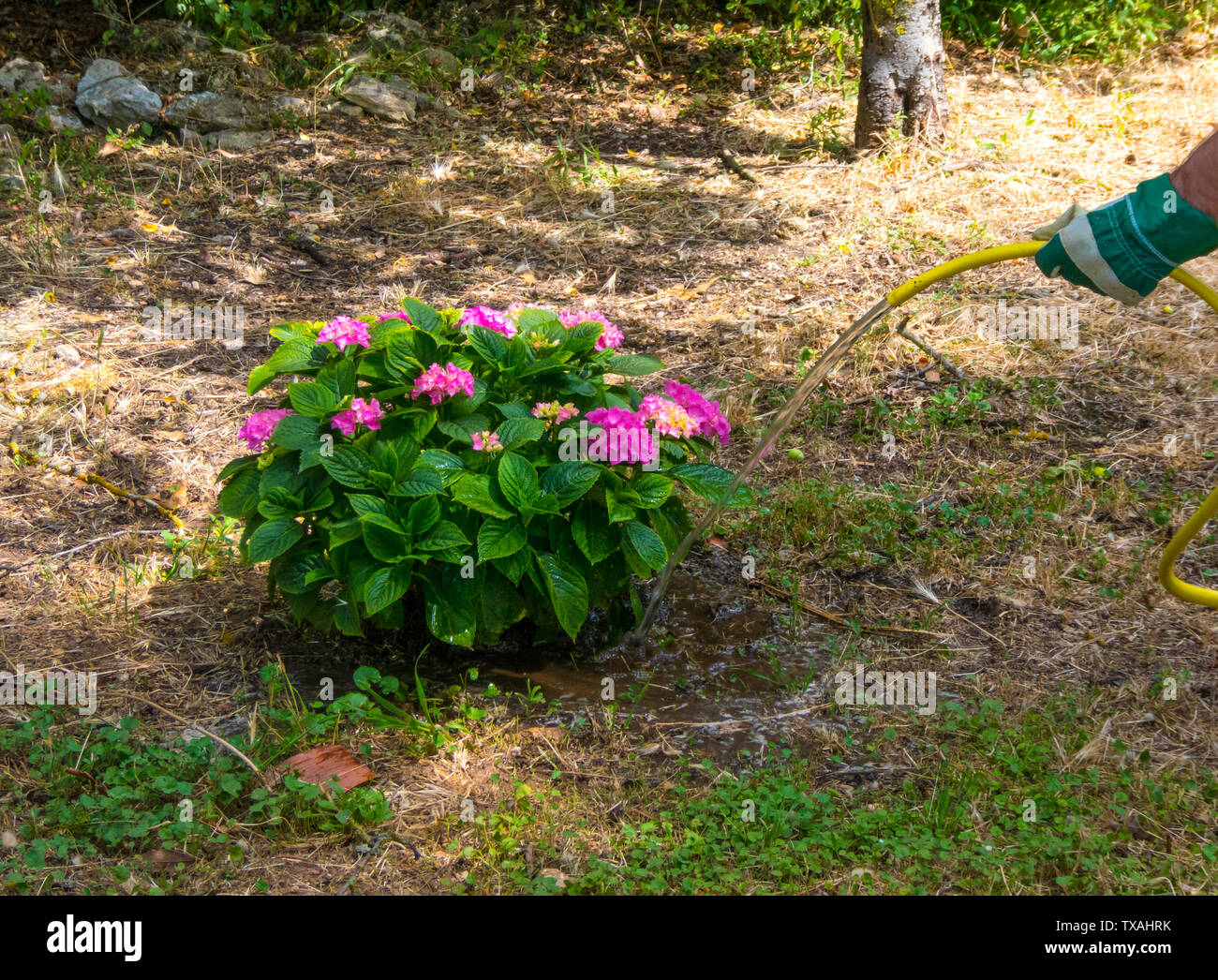 Hand with glove watering an hydrangea plant in a garden with yellow