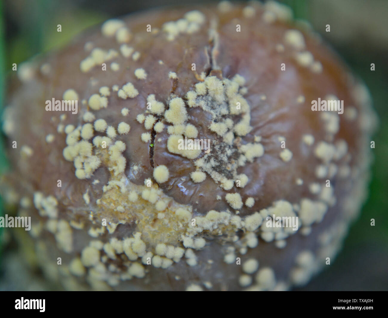 Close up of infected plum,   Monilia laxa (Monilinia laxa) Infestation Stock Photo