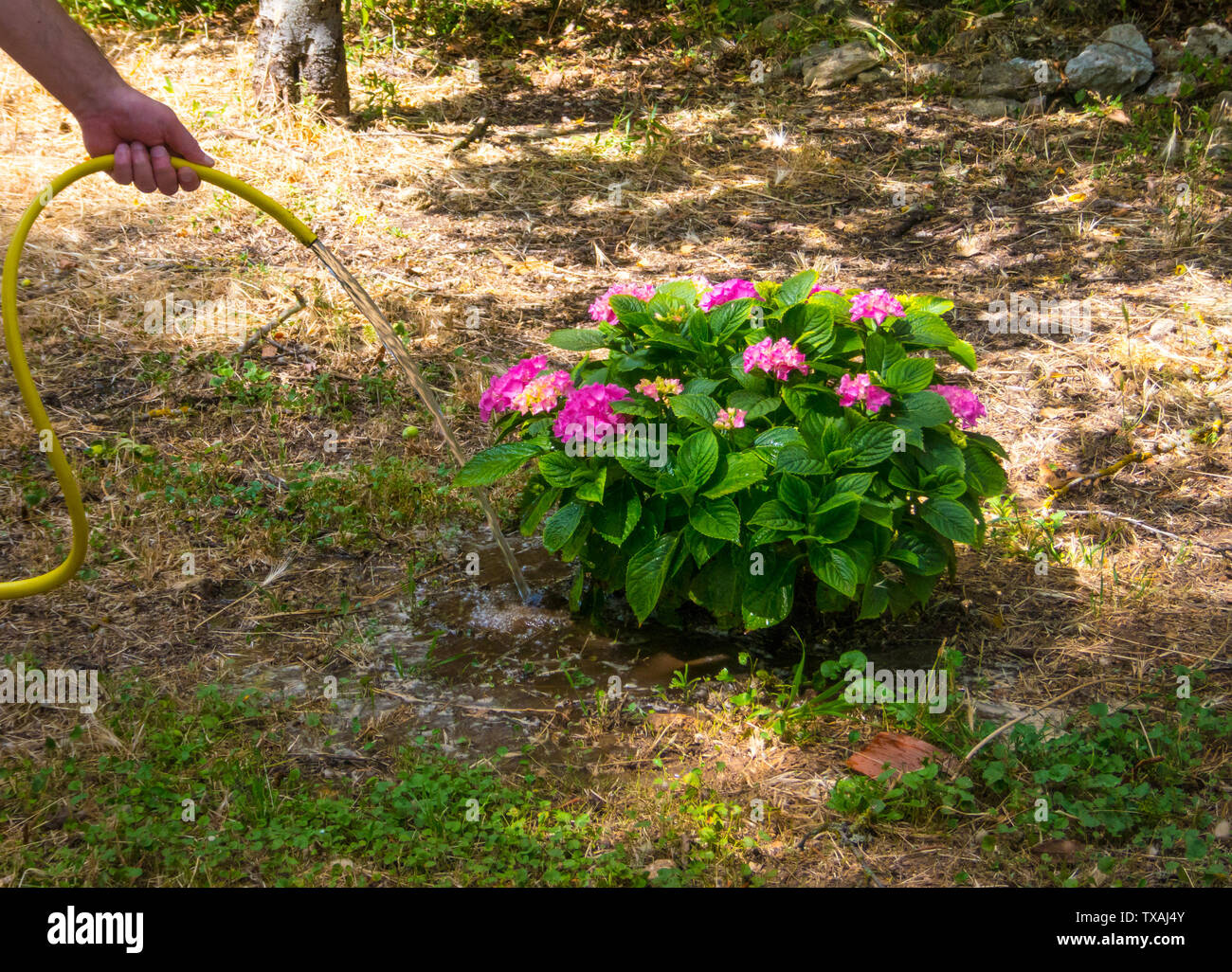 Hand watering an hydrangea plant in a garden with yellow pipe Stock Photo